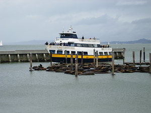 The sea lions of Pier 39