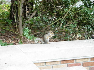 Ein Eichhörnchen auf dem Campus... wenn man nicht alle 5 Minuten eines sieht, dann macht man was falsch.
