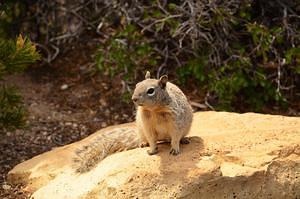 Posing Squirrel