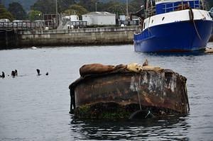Sea lions in the harbor