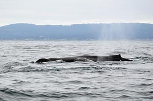 Humpback Whale