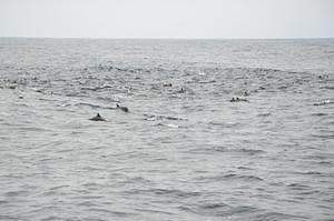 A swarm of Risso's Dolphins