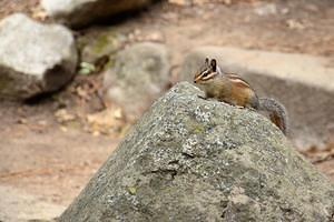 Chipmunk