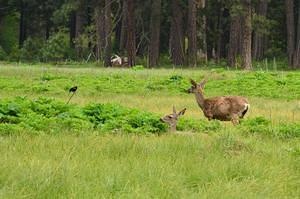 Deer in the valley