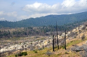 The burnt plain in Big Oak Flat