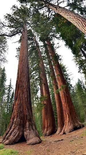 Sequoias stitched